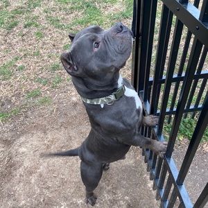 Follow me on IG champ_bullies